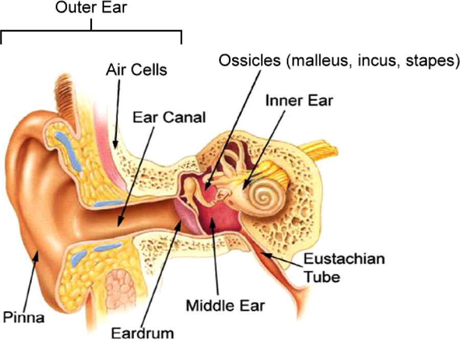 Ear Grommets - ENT Clinic Sydney